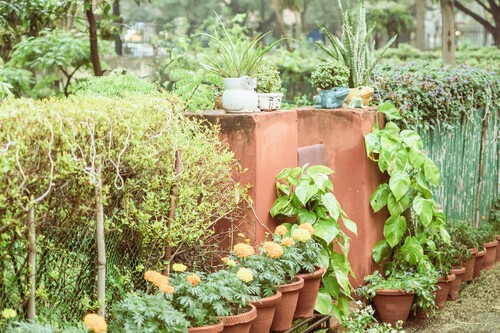 Cuatro plantas que se podan en julio
