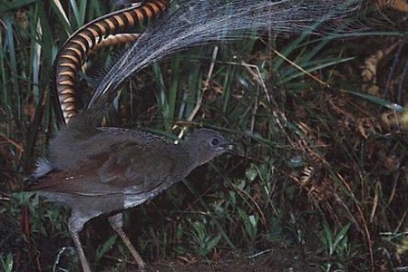 El pájaro que es capaz de imitar el ruido de una cámara de fotos, el derrape de un coche o los pasos de un ser humano