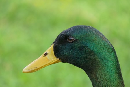 La competición darwiniana de los genitales del pato