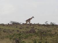Visado único para visitar Kenia, Ruanda y Uganda