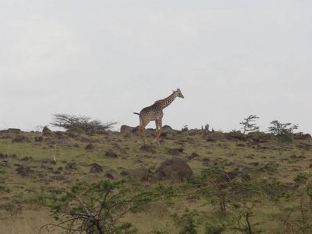 Visado único para visitar Kenia, Ruanda y Uganda