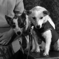 Há 65 anos, dois cachorrinhos deram 17 voltas completas ao redor da Terra, uma distância de quase 700 mil quilômetros, em 27h presas em um despressurizador e acabaram ajudando a humanidade a explorar o espaço 