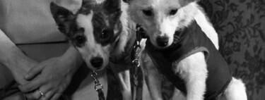 Há 65 anos, dois cachorrinhos deram 17 voltas completas ao redor da Terra, uma distância de quase 700 mil quilômetros, em 27h presas em um despressurizador e acabaram ajudando a humanidade a explorar o espaço 