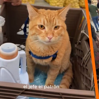 Historia viral: el gato que “prepara y vende” hamburguesas en la Central de Abasto de la CDMX