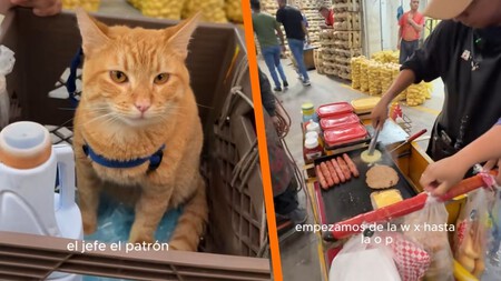 Historia viral: el gato que “prepara y vende” hamburguesas en la Central de Abasto de la CDMX