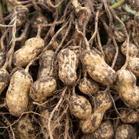 Se você só foca no ovo para ganhar massa, a ciência tem algo a te dizer: você está fazendo isso errado 