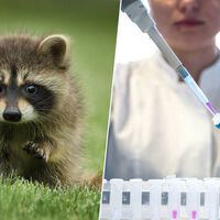 Un 'Arca de Noé' a -196 °C en Barcelona: el lugar donde se almacenan decenas de células animales por si hay un gran desastre 