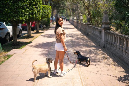 Ciudad De Mexico Centro De Transferencia Canina Pasear Perros Fotocivicas
