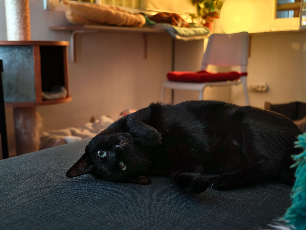 Noelia Hernández, educadora felina: "Llevamos toda la vida creyendo que los gatos son nocturnos y es normal que nos despierten"