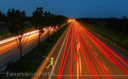 fauna en ruta: peatón temerario