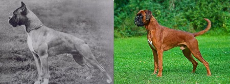 Boxer Actual Pasado