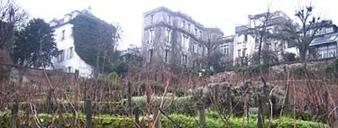 Los últimos viñedos de París en Montmartre
