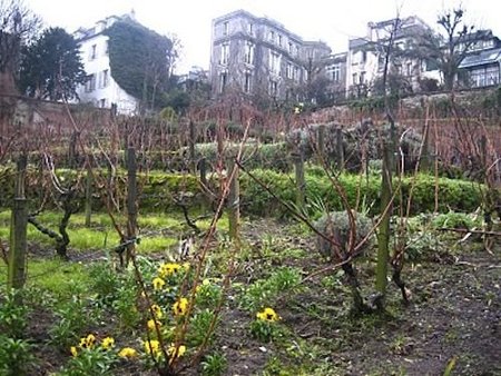 Los últimos viñedos de París en Montmartre