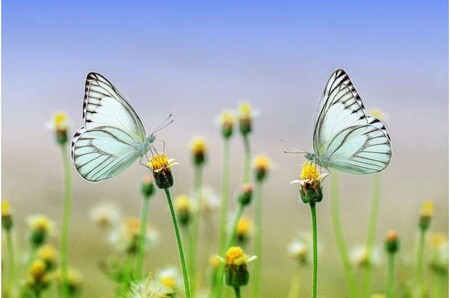 Exponer a los presos en las cárceles a vídeos virtuales de la naturaleza reducirían su estrés