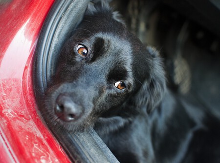 Multas Dejar A Mi Perro En El Coche Ley Proteccion Animal