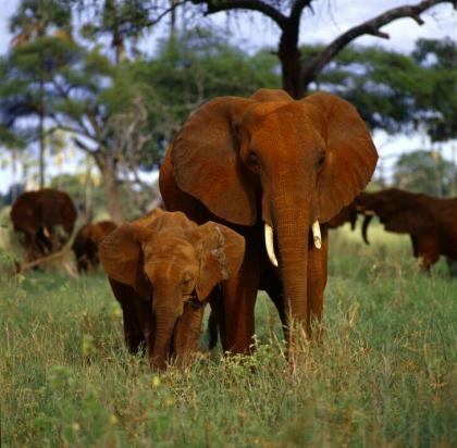 Los 10 mejores destinos para ver vida salvaje en Africa (IX)