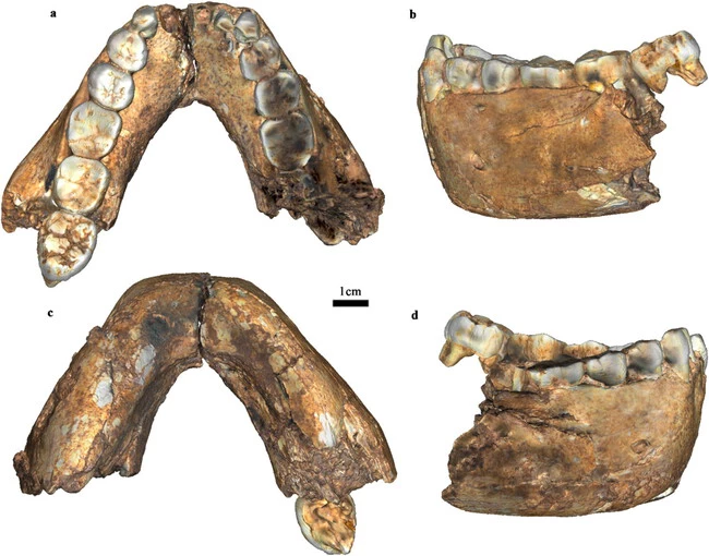 El primer fósil de Homo erectus adulto hallado en Drimolen deja claro que nuestros antepasados tienen 200.000 años más de lo que pensábamos