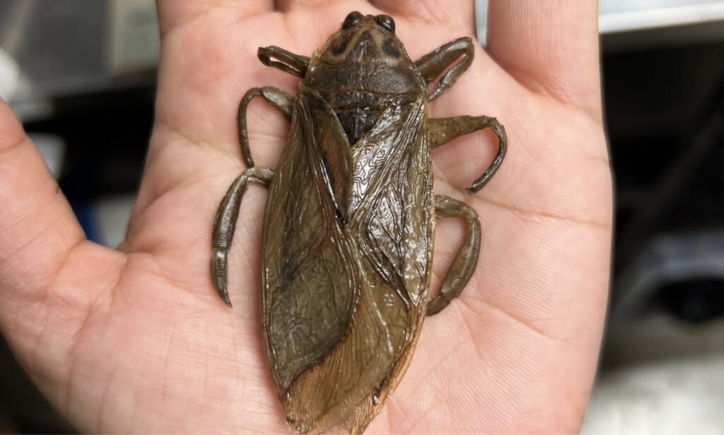 Cuando los efectos prácticos se convierten en postres. Cómo se hizo la asquerosa (y deliciosa) cucaracha que come Dylan O’Brien en ‘Send Help’