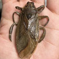 Cuando los efectos prácticos se convierten en postres. Cómo se hizo la asquerosa (y deliciosa) cucaracha que come Dylan O'Brien en 'Send Help' 