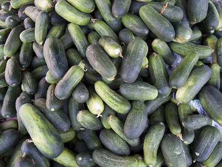 Pepinos espaciales