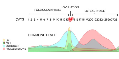 fase-lutea-ciclo-menstrual