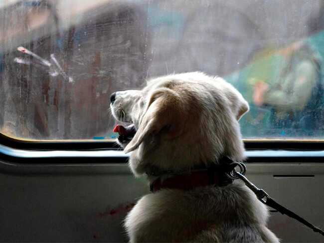 Perro Tren