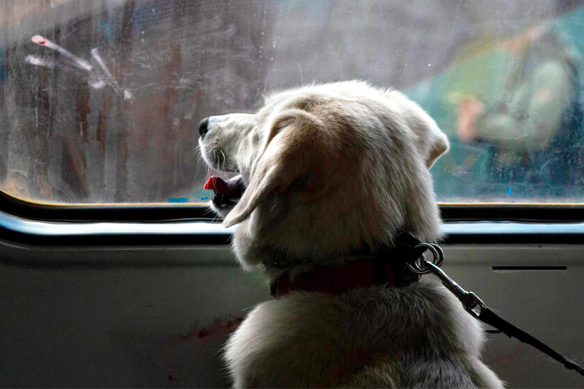Perro Tren