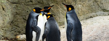 Este acuario de Nueva Zelanda ha hecho famosos a sus pingüinos más gamberros 