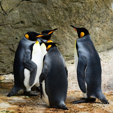 Este acuario de Nueva Zelanda ha hecho famosos a sus pingüinos más gamberros 