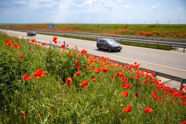 Carretera Cuneta Ok