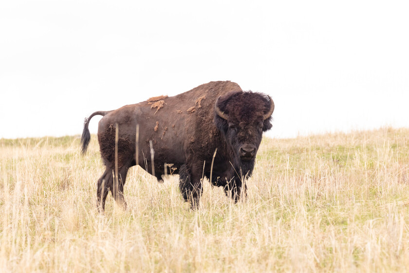 Filtro Instagram Bisontes Yellowstone Turistas