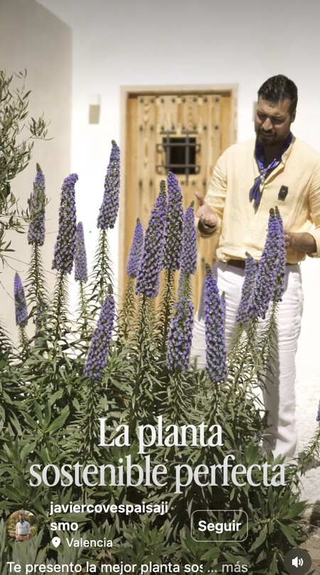 Echium