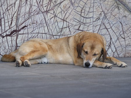 Convulsiones Perros