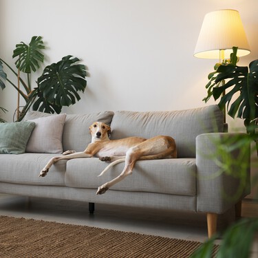 Aldi tiene a la venta un cubre sofás para protegerlo de las manchas: cuesta menos de 15 euros