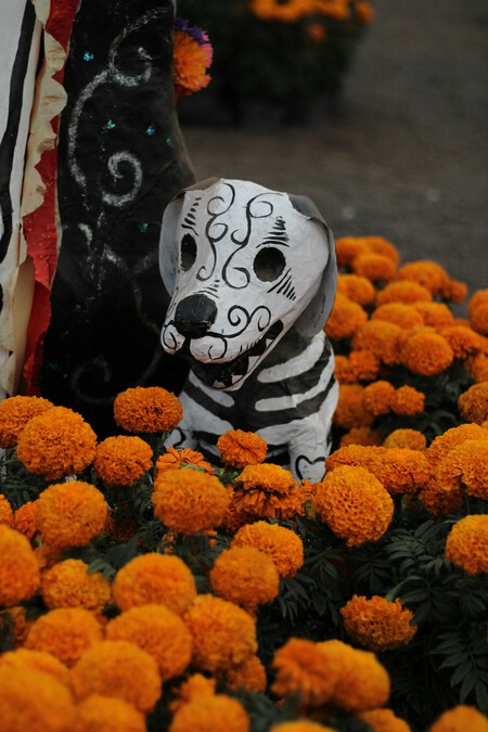 San Francisco Atexcatzinco, un lugar místico entre campos de cempasúchil y leyendas en Tlaxcala para Día de Muertos