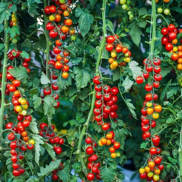 Así puedes cultivar tomates cherry en casa para conseguir decenas de frutos: trucos que marcan la diferencia
