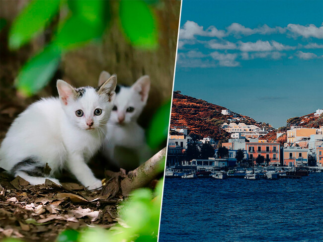 Gatos Abandonados