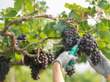 Vendimia Wine Package