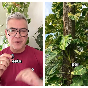 Fuera tópicos: estas son las verdaderas necesidades de los potos para que no vivan “en modo supervivencia” 