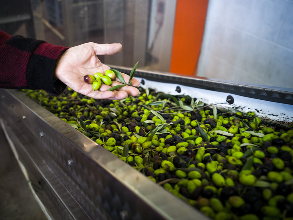 La próxima campaña de aceite de oliva se prevé “media-alta”, pero hay dos regiones clave que van a producir hasta un 27% menos