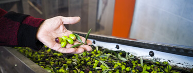 La próxima campaña de aceite de oliva se prevé “media-alta”, pero hay dos regiones clave que van a producir hasta un 27% menos 