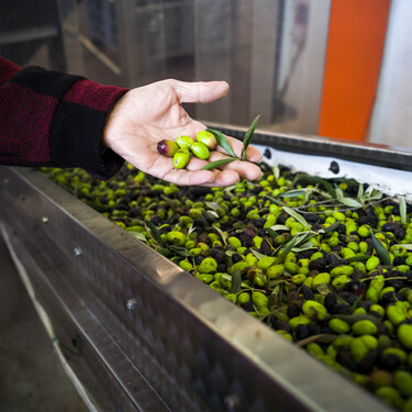 La próxima campaña de aceite de oliva se prevé “media-alta”, pero hay dos regiones clave que van a producir hasta un 27% menos 