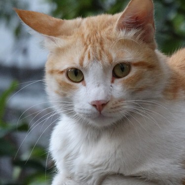 Inmunodeficiencia felina, el SIDA de los gatos que podemos prevenir pero no curar