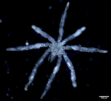 Sea Spider