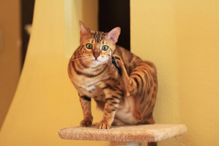 Gato bengalí