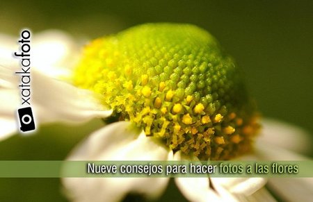 Nueve consejos para hacer fotografías a las flores