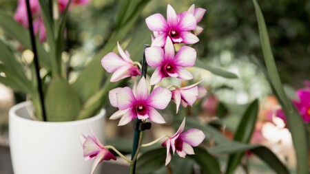Dendrobium