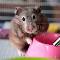 Quantos hamsters você já matou? O erro comum que faz donos enterrarem pets vivos — descubra como evitar