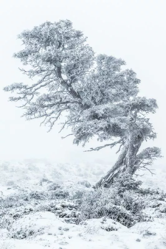 Foto de Mundo Vegetal (9/10)