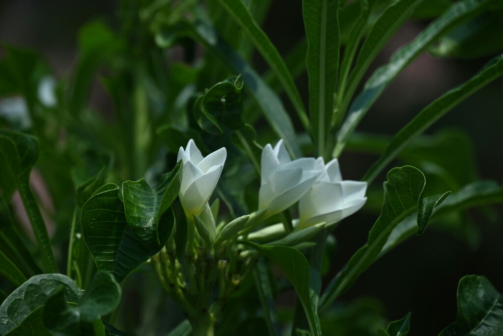 Esta es la flor que inunda de un agradable perfume el jardín y podemos cultivar dentro de una maceta 